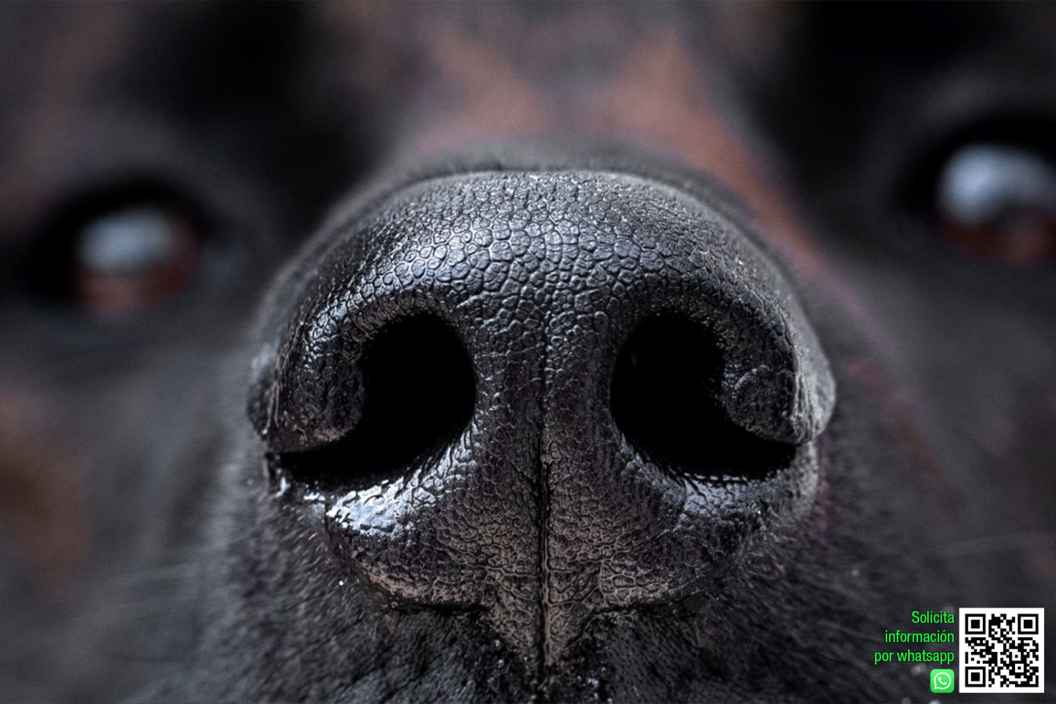 PERRO LOCALIZADOR DE DROGAS Y DINERO